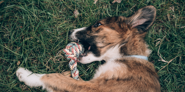 dog ate rope toy