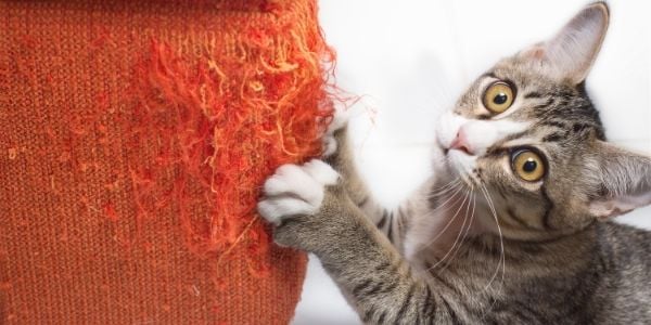 Cat Scratching, How To Protect Furniture From Cats