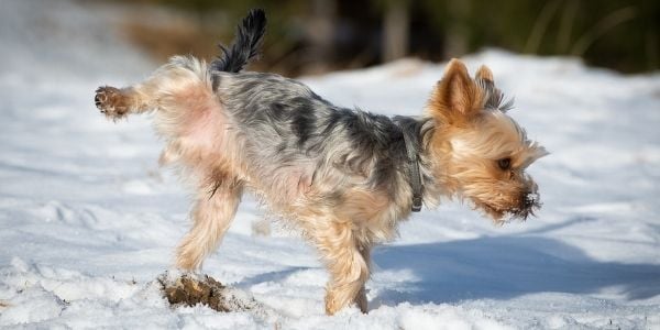 male yorkie dog peeing in the snow