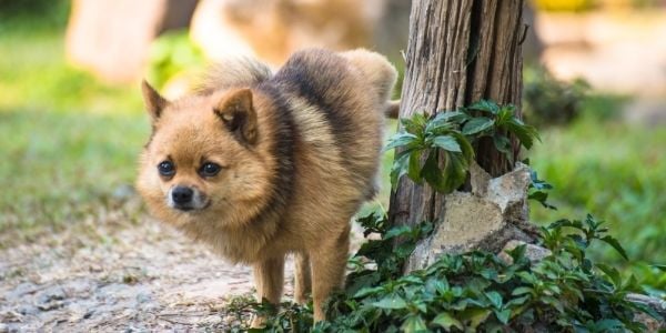 How to Collect Your Dog's Urine Sample