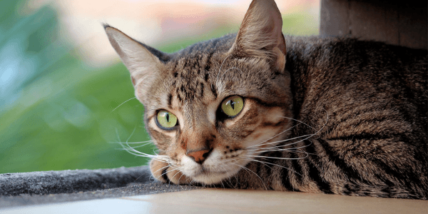 preventing urinary obstruction in cats