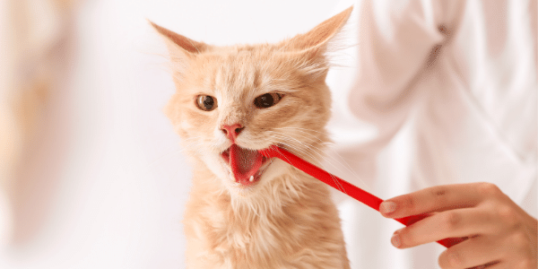 young orange cat having its teeth brushed