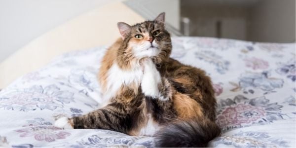 cat lying on bed scratching under their chin