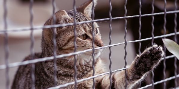 a cat at the shelter waiting for a foster