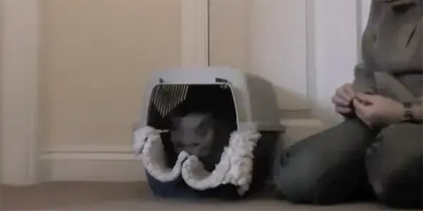 Cat Carrier Training Part 2
