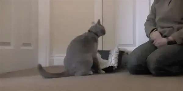 Cat Carrier Training Part 1