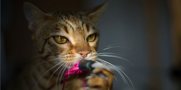 cat catching and biting  a bird toy