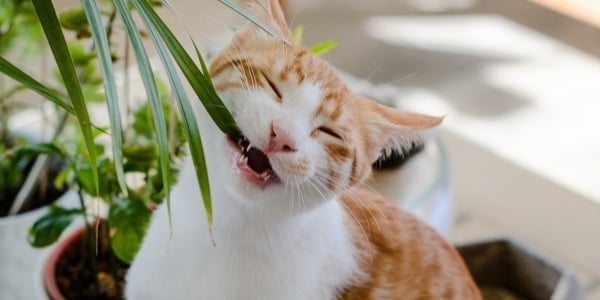 orange and white cat chewing on a houseplant