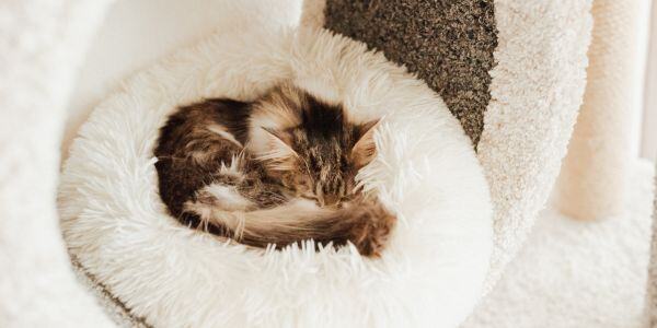 cat cuddled up in a soft bed