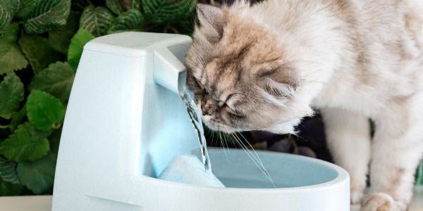 cat drinking from water fountain