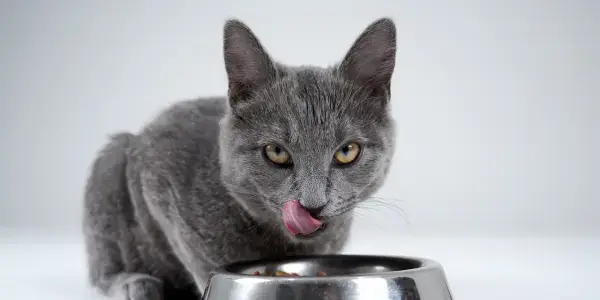 Learn about nutrition for cats with diabetes mellitus