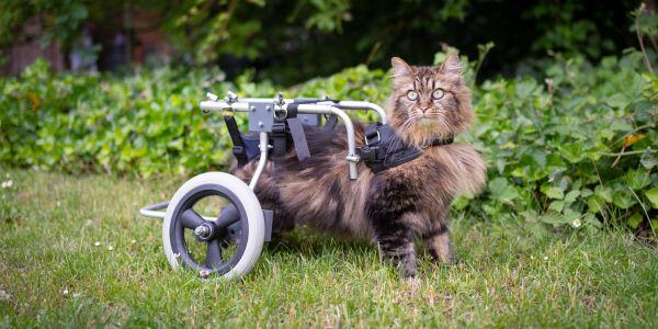 cat in a wheelchair outside