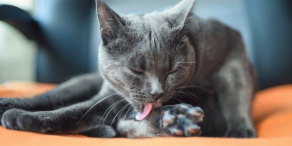 gray cat licking leg and paw