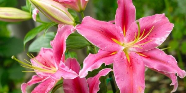 are lilies toxic to dogs