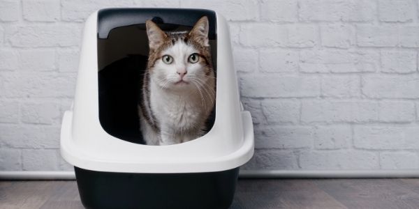 How to Set Up Your Cat's Litter Boxes to Prevent Potty Accidents