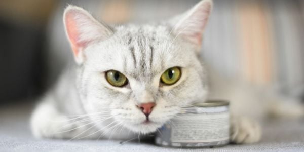 cat not eating but using the canned food tin as a pillow