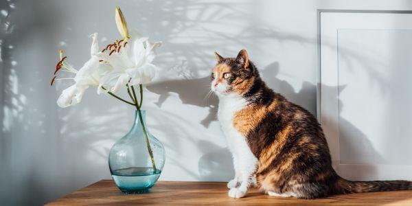 cat sitting next to a vase of poisonous lilies