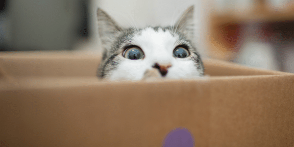 cat peeking out of a box