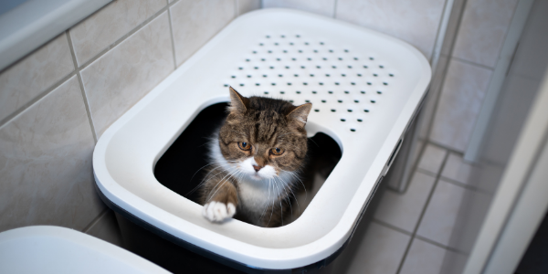 Toilet pissing woman stretching her butt cheeks over bowl