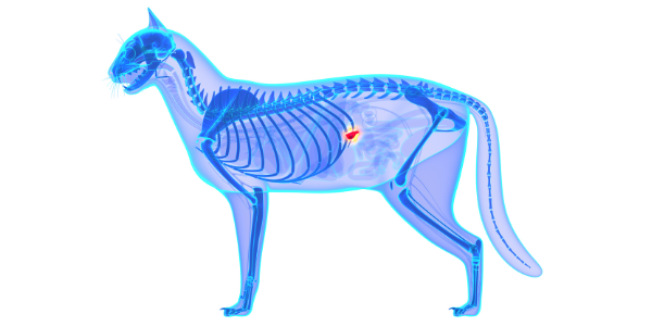 cat x-ray showing pancreas