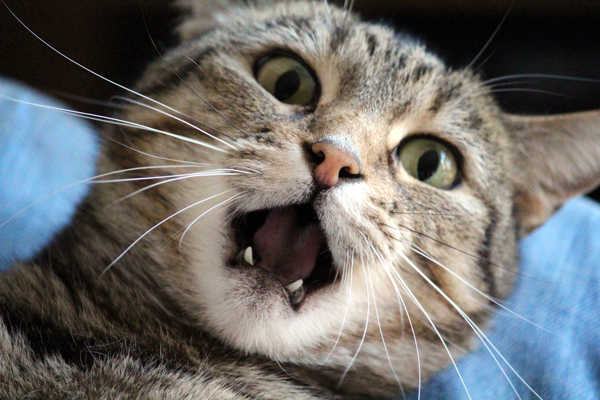 how to stop your cat from waking you up in the morning