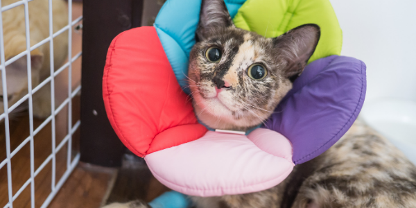 Post surgery cat litter sale