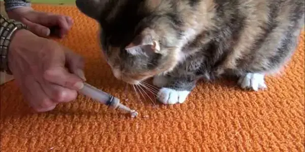 Cat Medicating Tips and Tricks