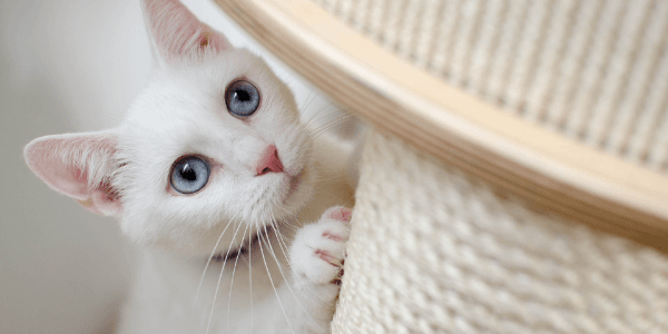 how to protect your furniture from cat scratching