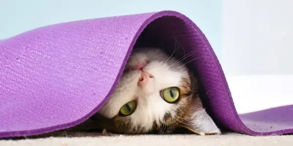 Cat hiding under yoga mat