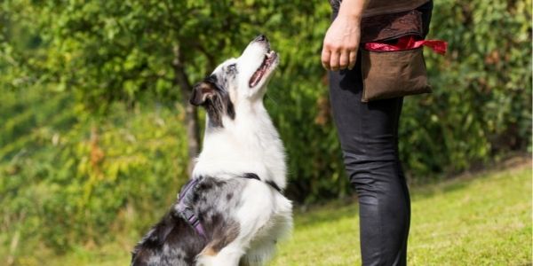 Alphabet Soup: What Does That Dog Training Certification Mean?