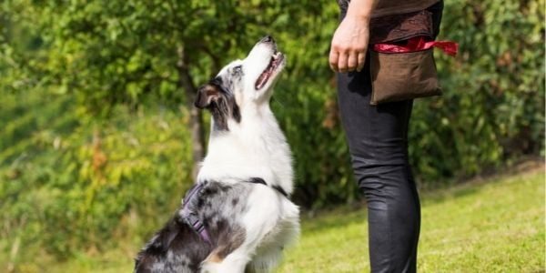 certified dog trainer with a border collie