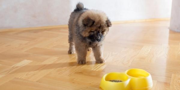 Feed Me Human Yellow Dog Food Mat