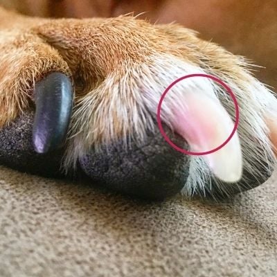 Nail disorder and torn nails in dogs and cats