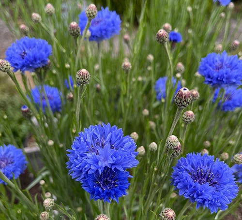 cornflowers pet safe flowers aka bachelors buttons