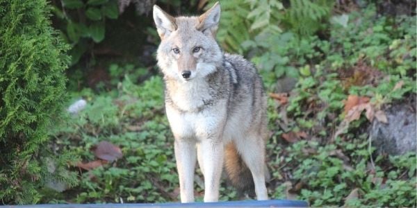 Coyotes. We see these frequently around our neighborhood. They don