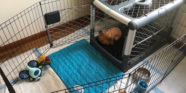 puppy crate set up