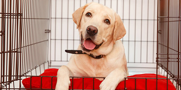 What to Look For When Choosing a Dog Crate – American Kennel Club