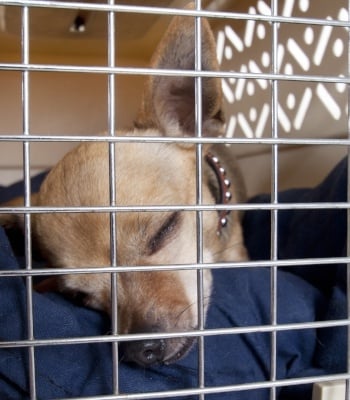 puppy sleeping in crate