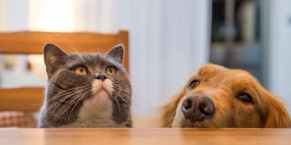 dog and cat keto diets