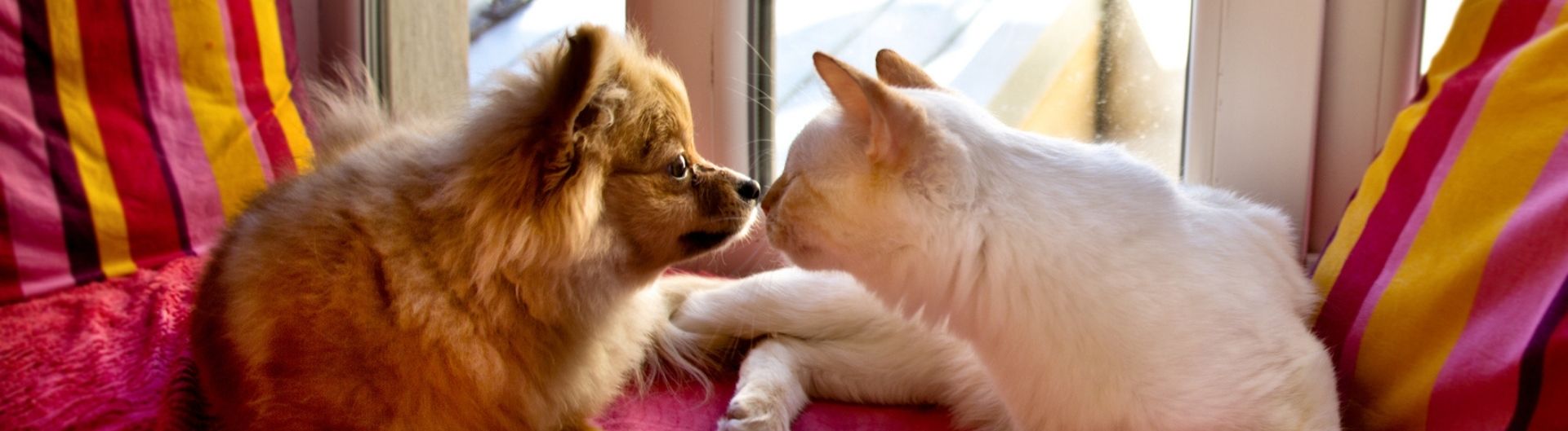 dog and cat touching noses