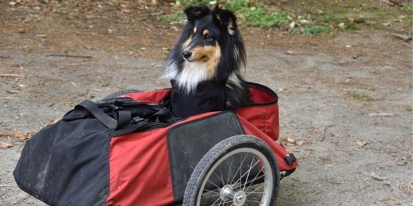 collie being pulled in a cart behind a bike