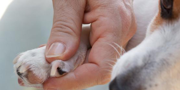 dog nail trimming products