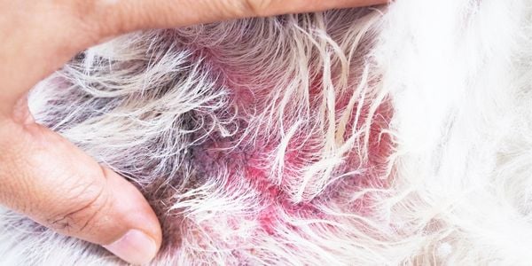 red inflamed hot spot under white fur on a dog's skin