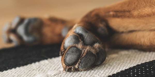 healthy dogs well-trimmed paw pads