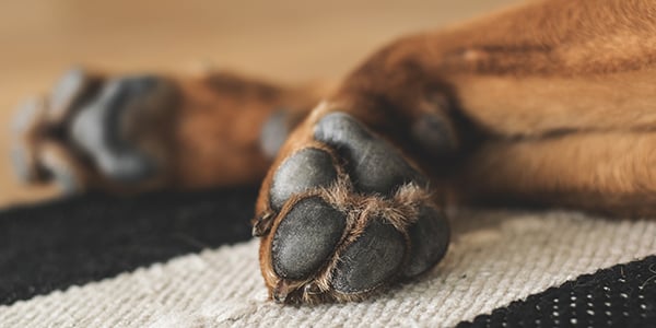 Ways to Protect Your Dogs Paws from Hot Pavement