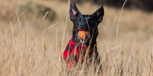 dog playing fetch with a ball in the field