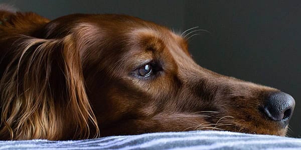 Symptoms of Separation Anxiety In Dogs - Venngage