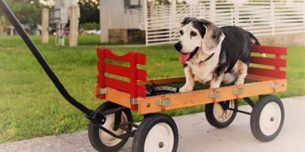 senior dog being pulled in a wagon