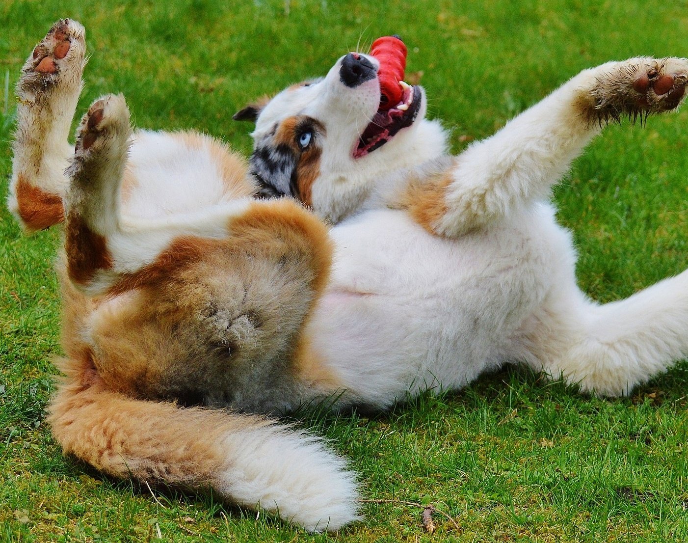 children's toy dog on lead