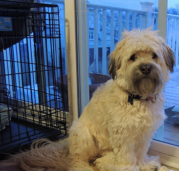 diy dog travel crate